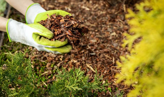 5 ventajas del acolchado de plantas o mulching